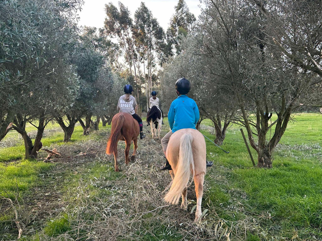 Rolleston Horse Riding Centre-基督城必去景点