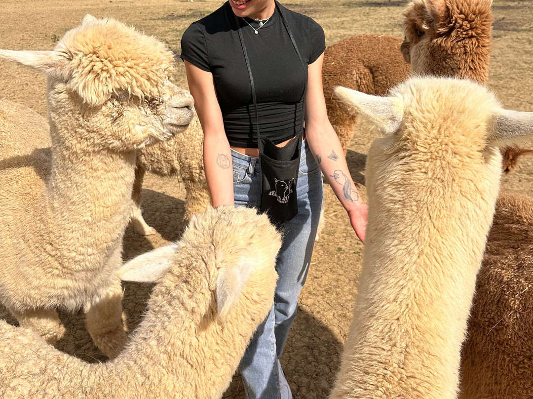 Albus Alpacas景点图片