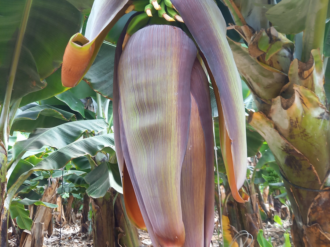 Finca Las Margaritas Banana Experience景点图片
