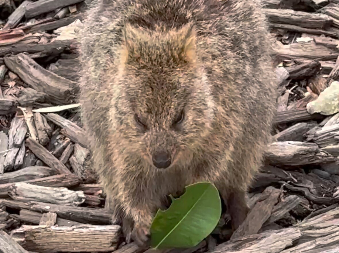 Rottnest Island Visitor Centre景点图片