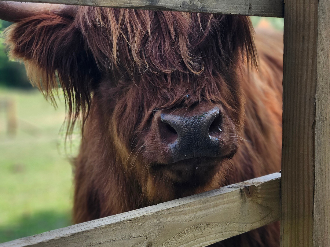 Highland Cow Cottage景点图片