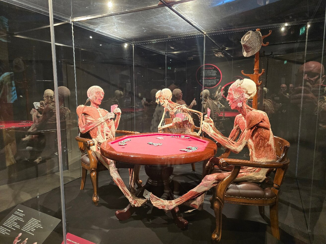 人体世界展览-阿姆斯特丹必去景点