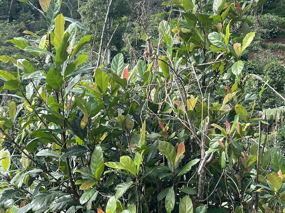 Wanagiri Coffee Plantation Bali And Luwak Coffee-Wanagiri必去景点