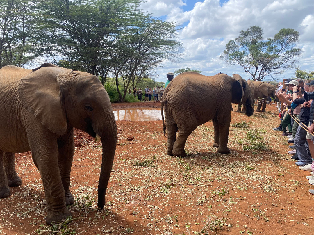 Adept Kenya Safaris景点图片