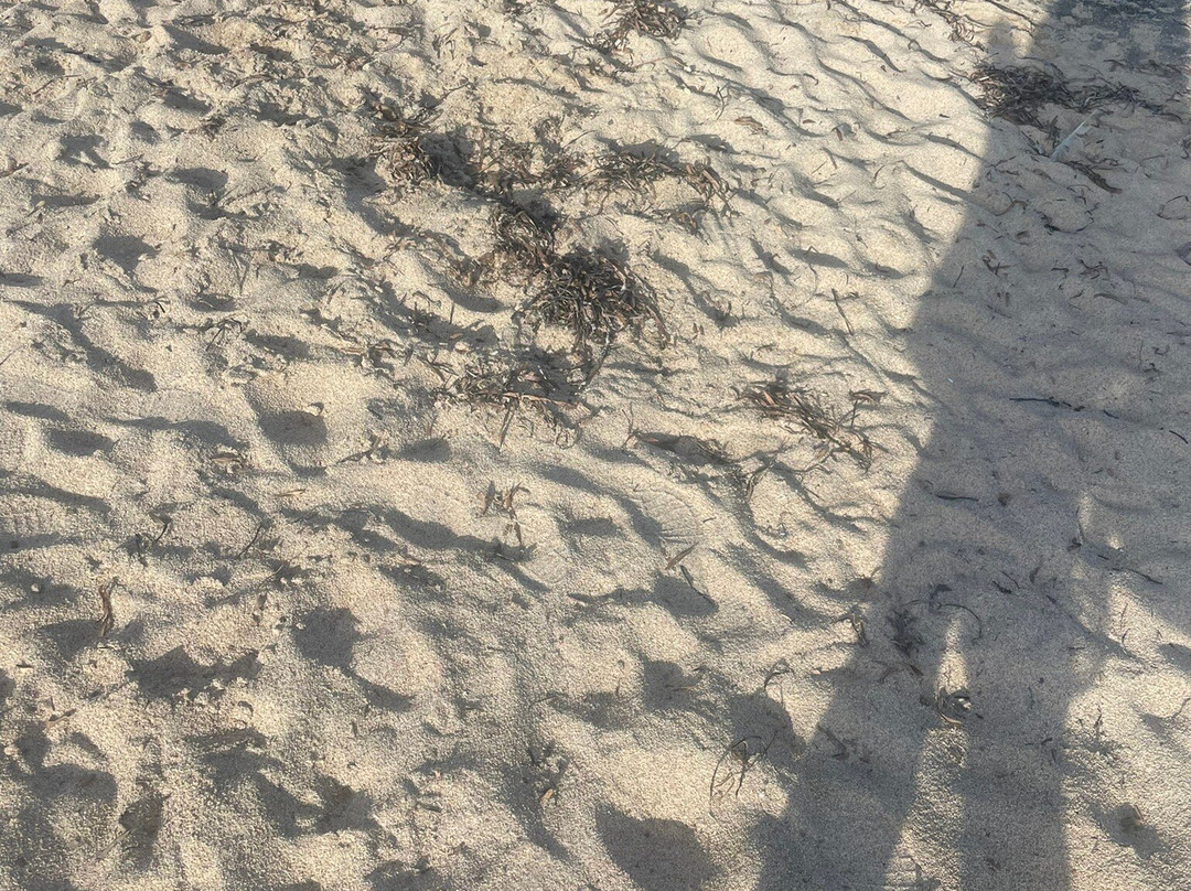 Playa de Los Locos-托雷维耶哈必去景点