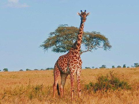 Afrika Geographic Safaris Ltd-Dar es Salaam必去景点