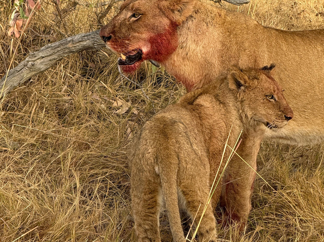 Shimungwe Lodge主图