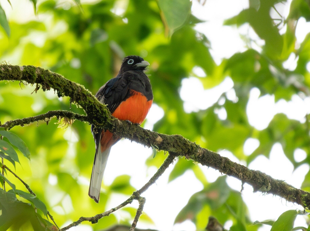 Osa Birders Tours-Puerto Jimenes必去景点