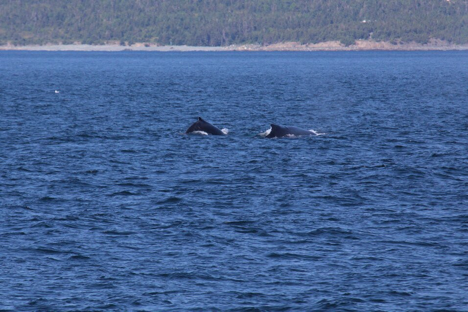 Gatherall's Puffin and Whale Watch-Bay Bulls必去景点
