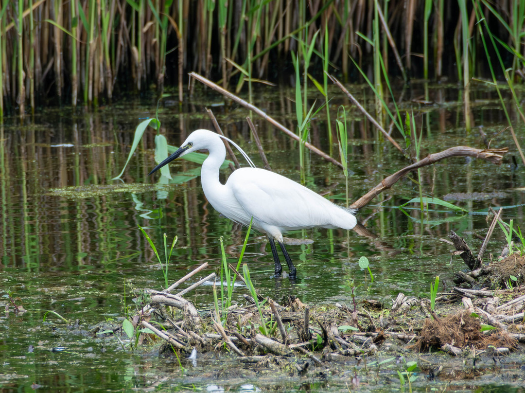 Brandon Marsh Nature Reserve-考文垂必去景点