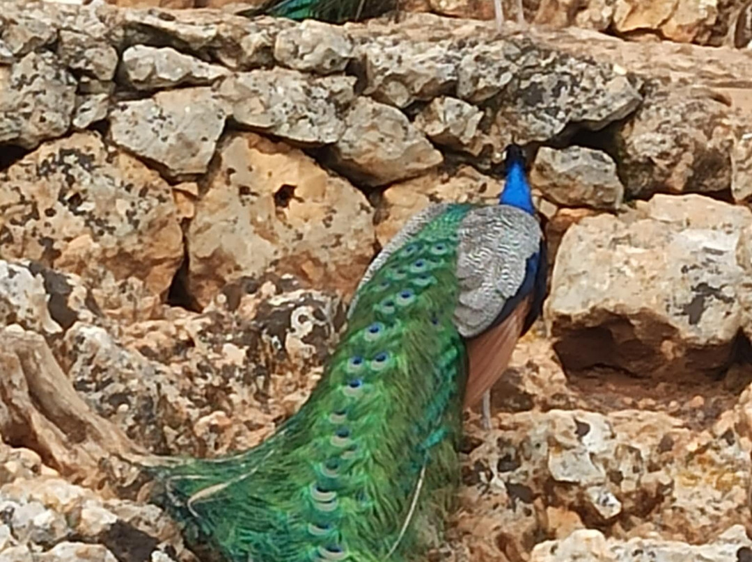 Askos Stone Park-沃利迈斯必去景点