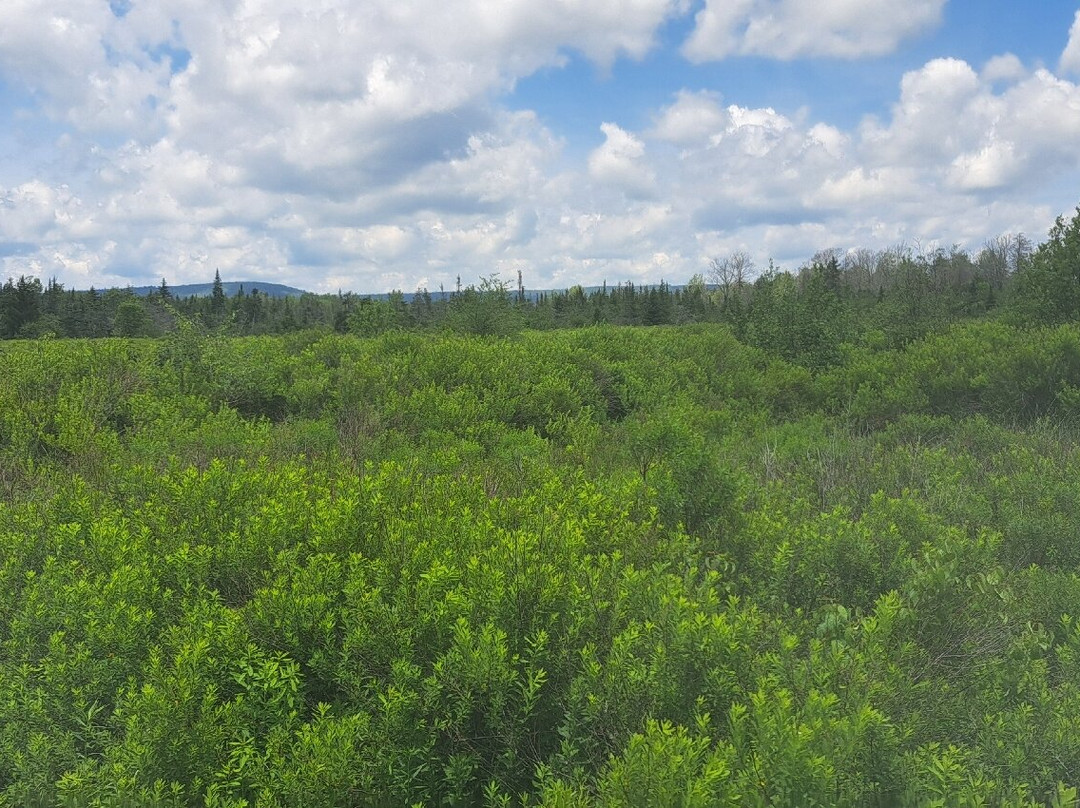 Canaan Valley National Wildlife Refuge-戴维斯必去景点