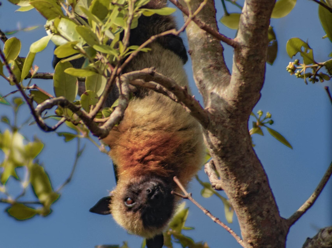 Safari Shwari Mafia Island-Utende必去景点