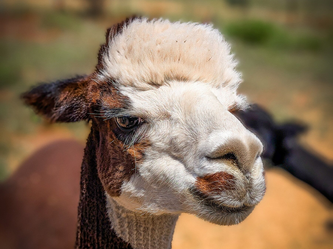 Smooth Alpaca Experience-Morrison必去景点