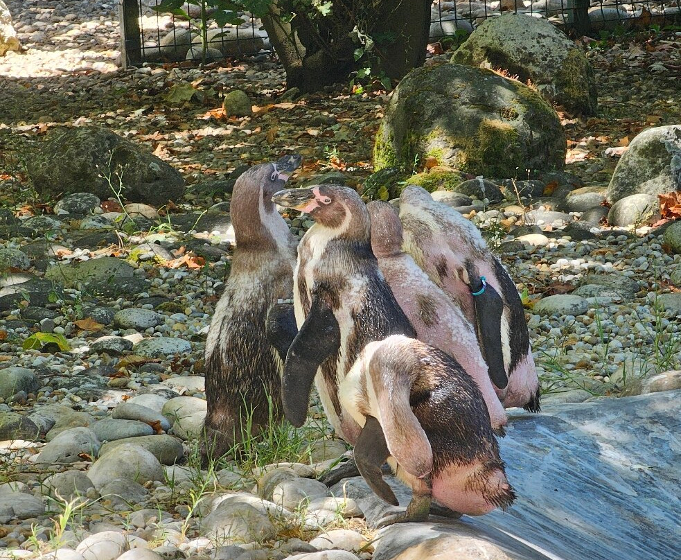 Zoo Santo Inácio-加亚新城必去景点