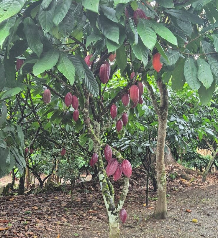 Fazenda Capela Velha-Urucuca必去景点