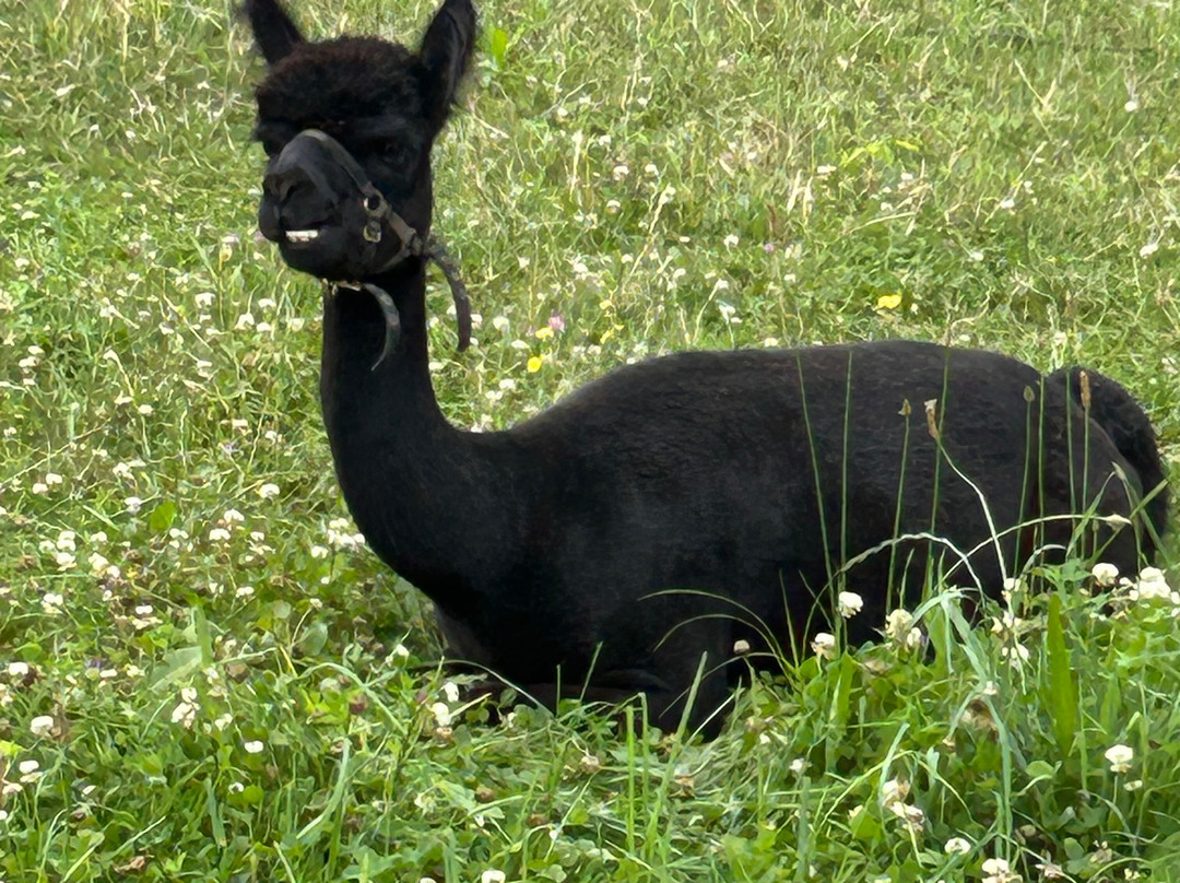 Apple Hill Farm-Banner Elk必去景点