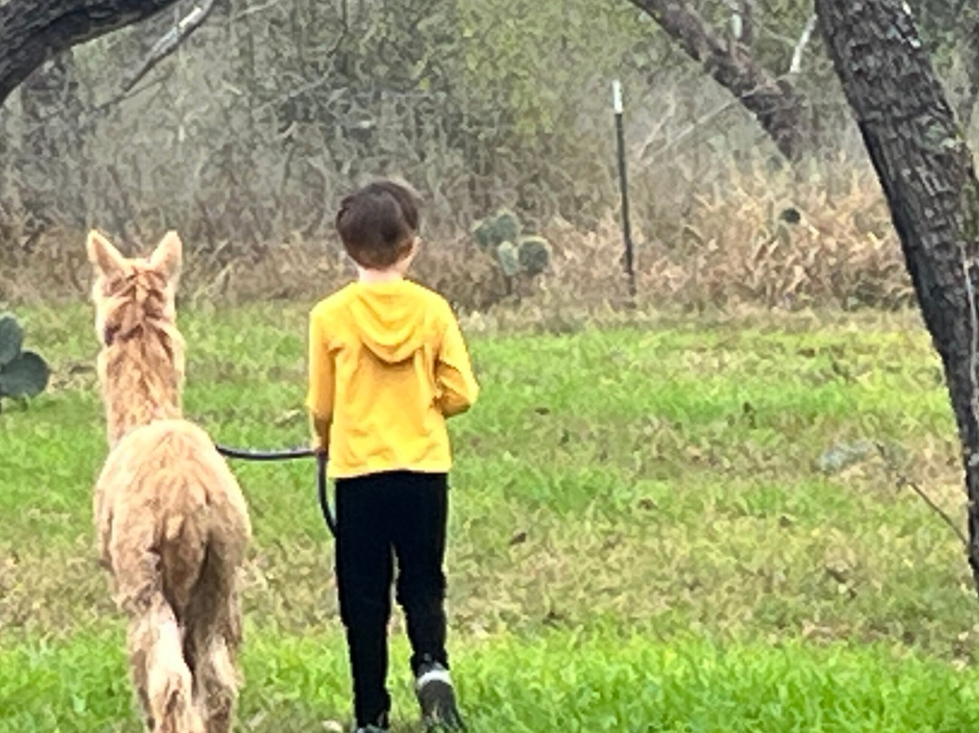 Suri Alpacas Of Crimson Ranch-塞金必去景点