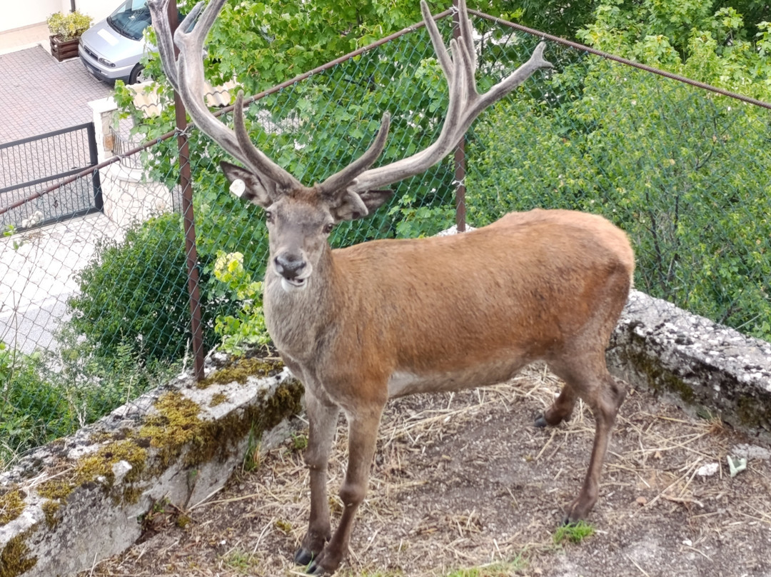 Bar Ristorante Maddamma