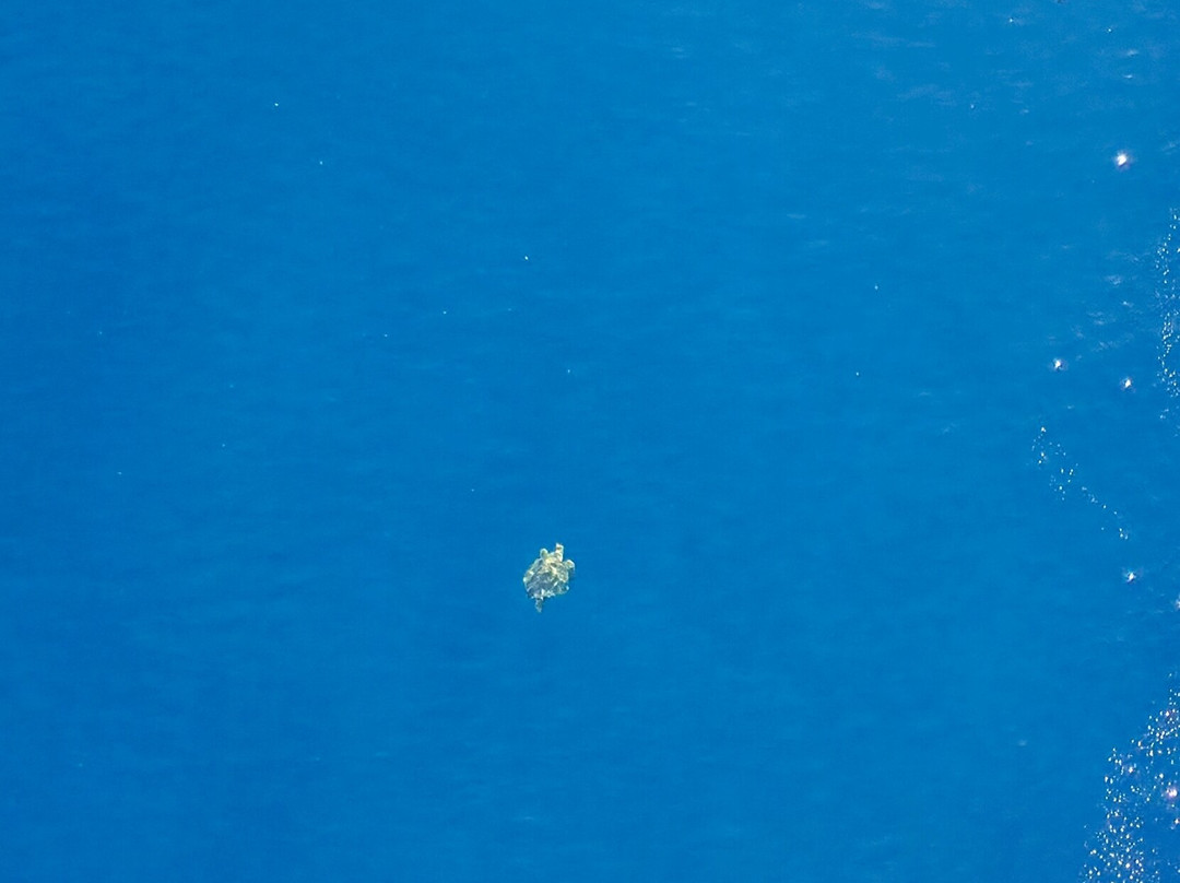 Moorea Parasailing-莫雷阿岛必去景点