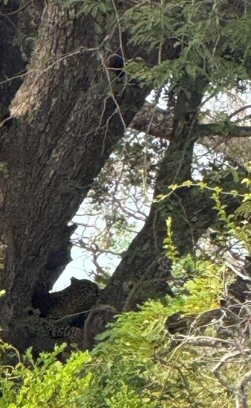 Sri Wild Yala Safari-蒂瑟默哈拉默必去景点