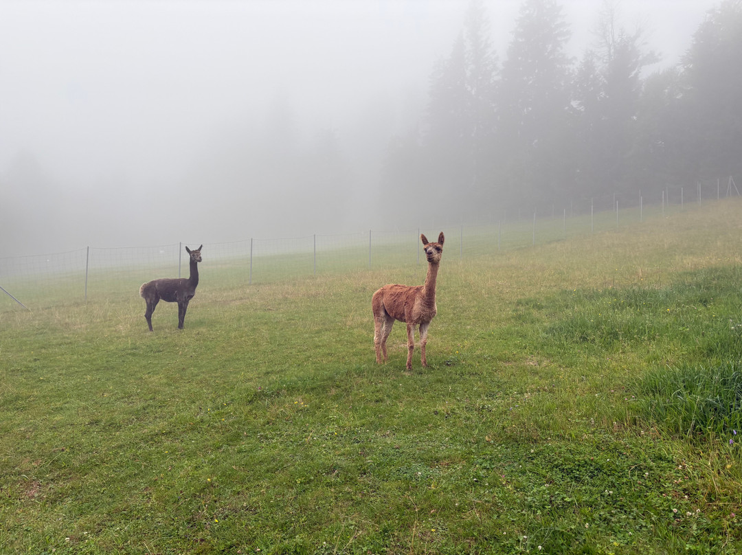 Wellness & Naturresort Reischlhof主图