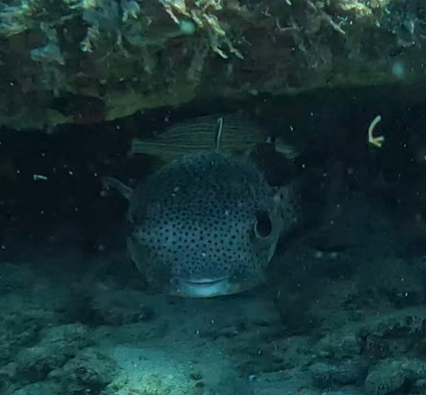 Jupiter Dive Center-朱庇特必去景点