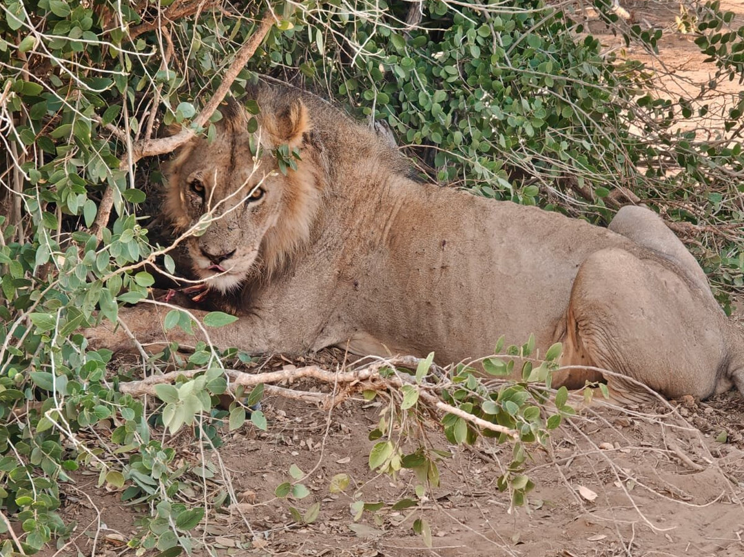 KingTomondo Safaris Kenya-蒙巴萨必去景点