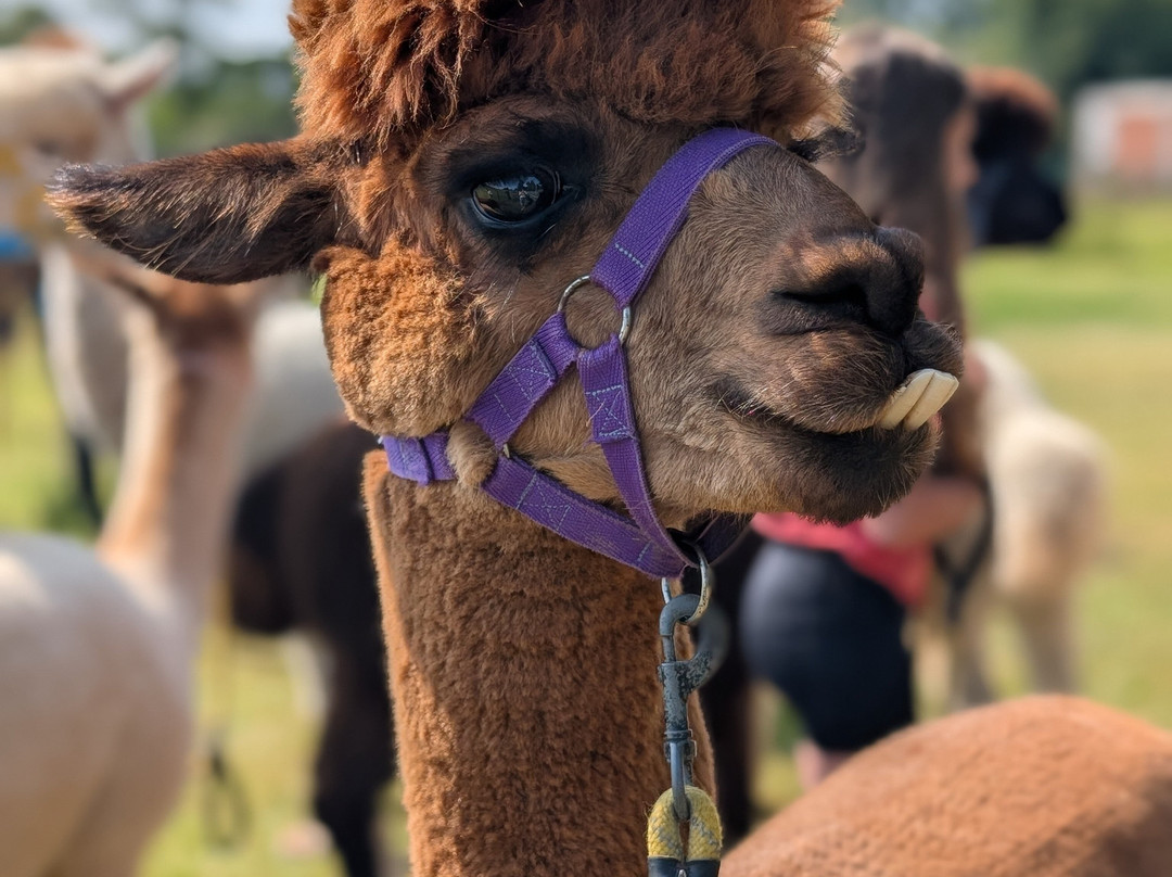 Cheshire Alpacas-Antrobus必去景点