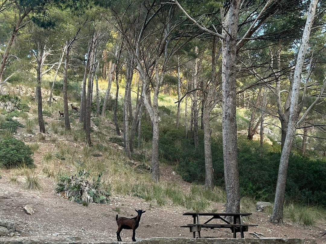 Platja Des Coll Baix-阿库迪亚必去景点