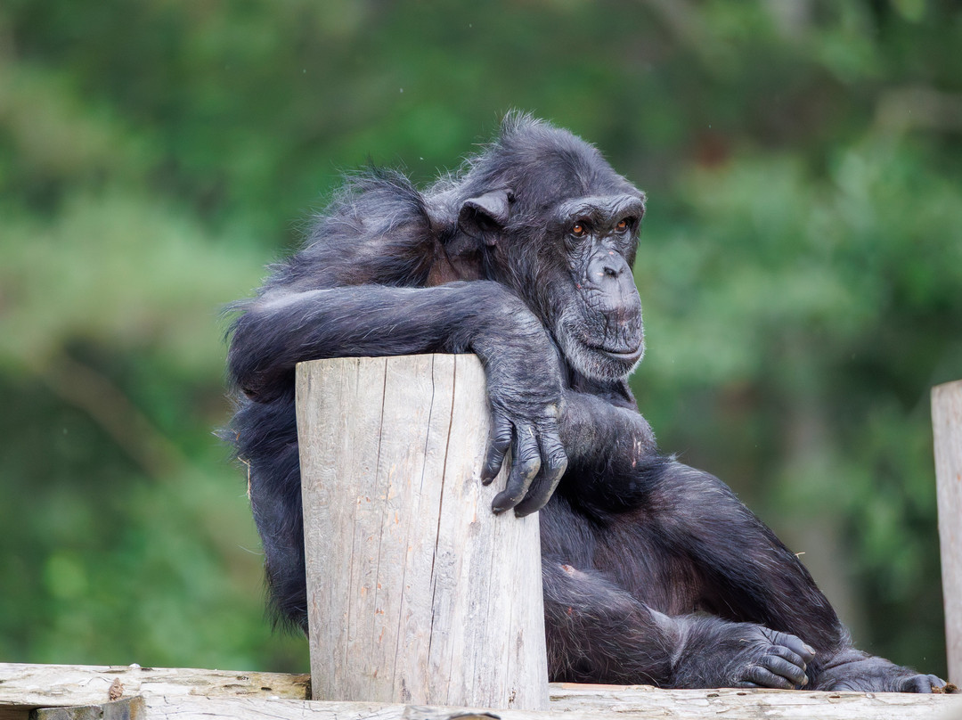 Kolmården Zoo-Kolmarden必去景点