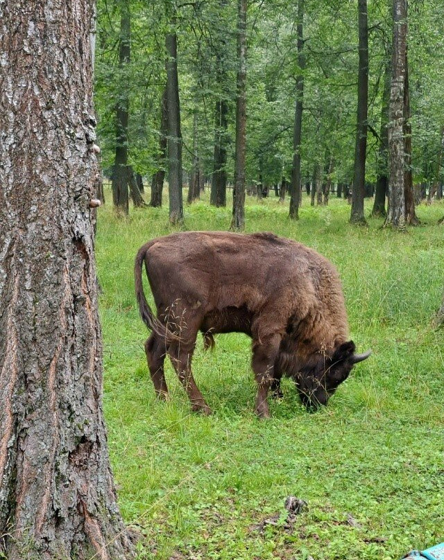 Prioksko-Terrasny Nature Reserve-Danki必去景点