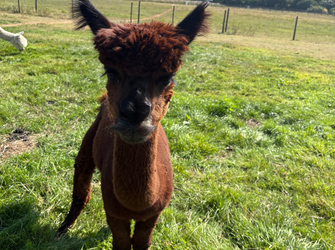 Cheshire Alpacas-Antrobus必去景点