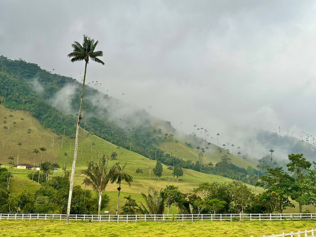 Bosques de Cocora-萨伦托必去景点