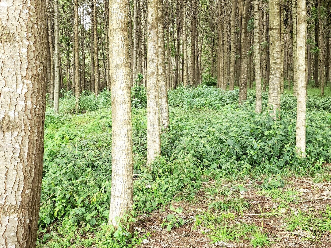 Enosa Expeditions-莫西必去景点