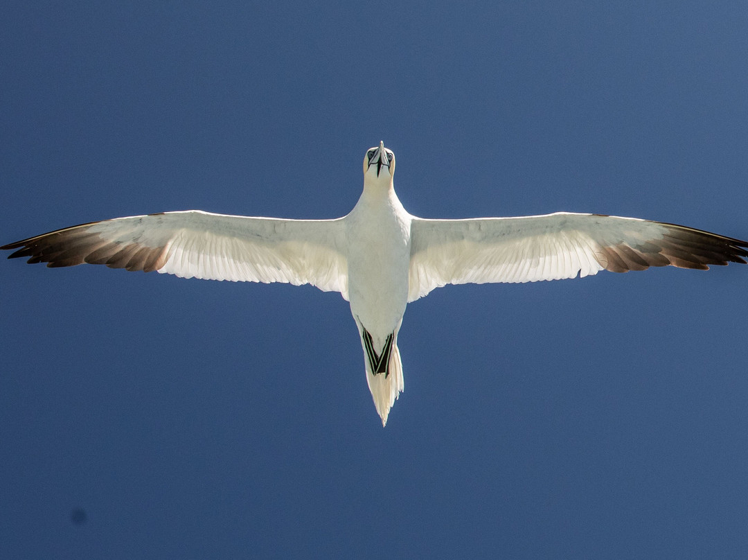 Shetland Seabird Tours - The Noss Boat-Lerwick必去景点