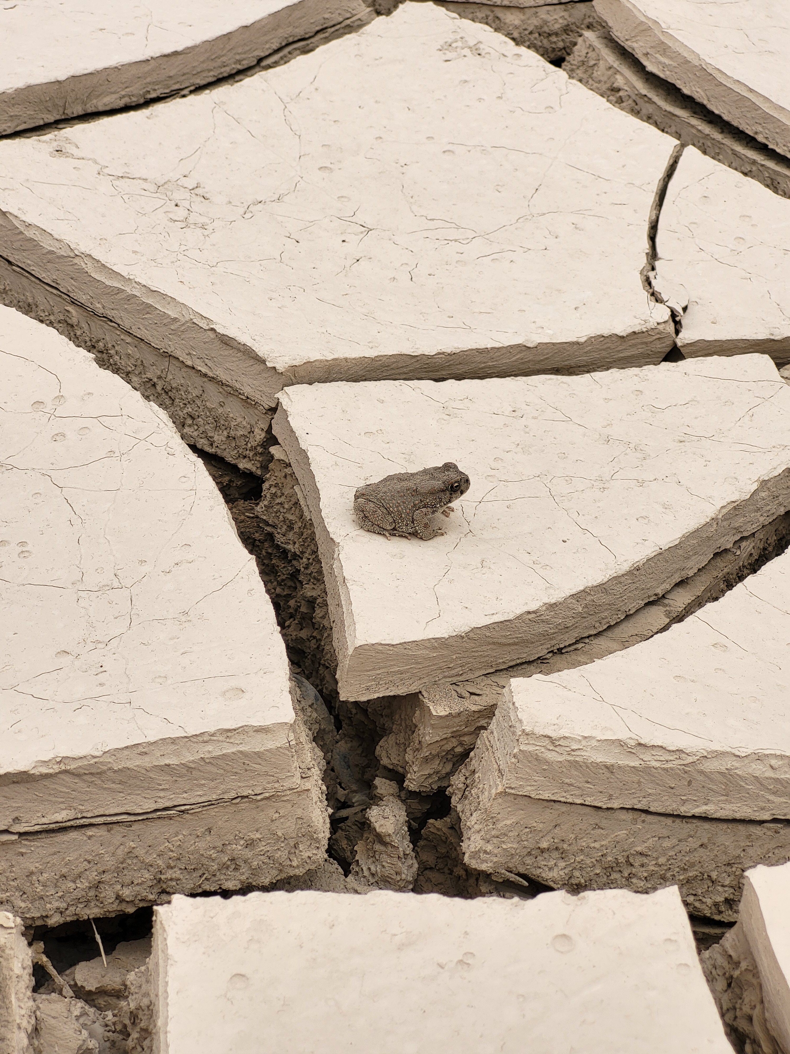 Kasbah Hotel Jurassique-官方