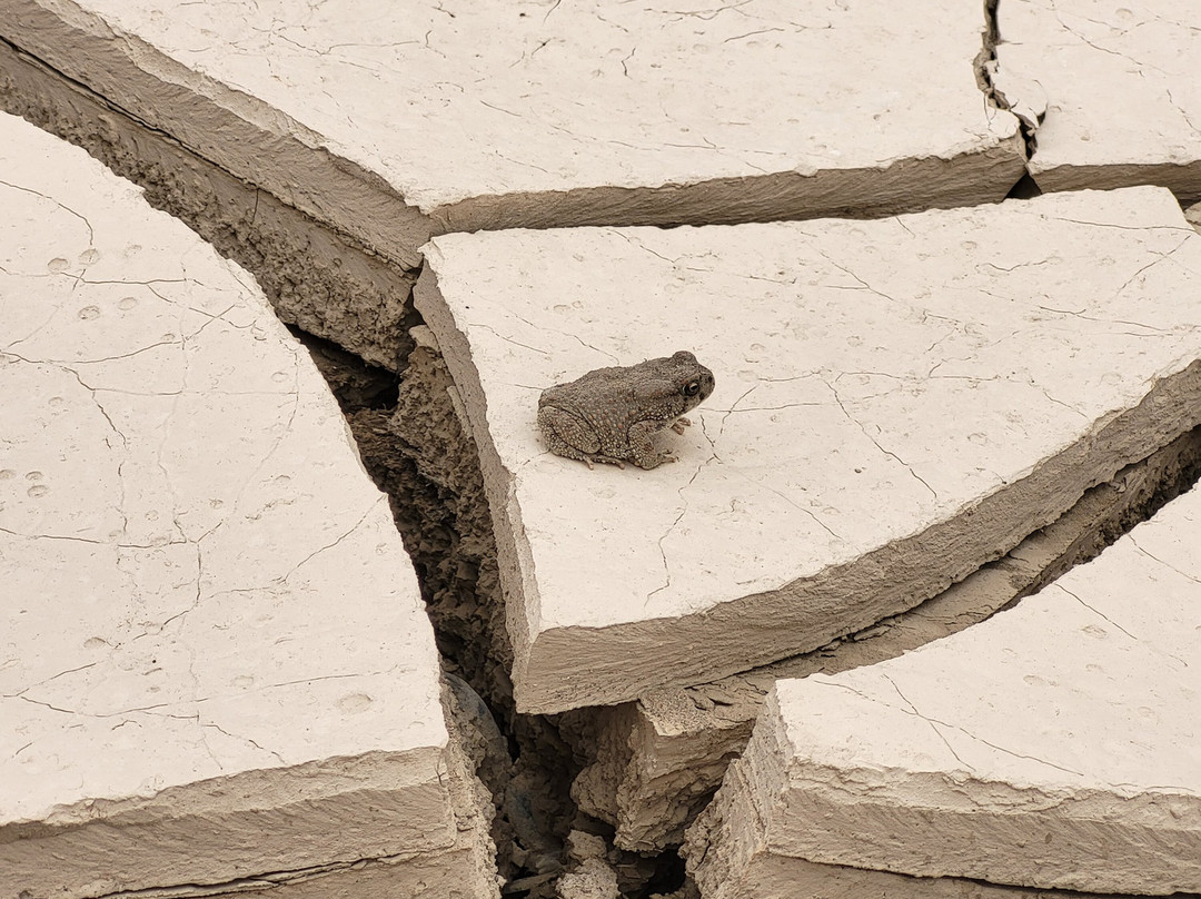 Kasbah Hotel Jurassique主图