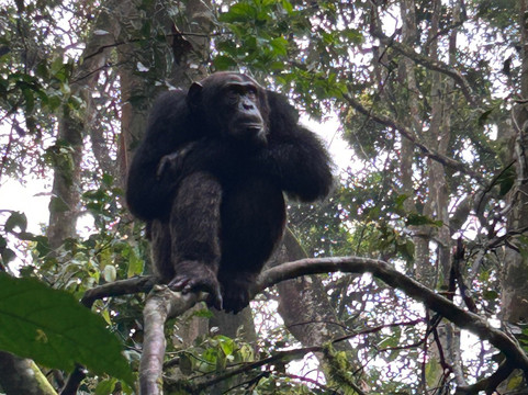 Gorilla Tours-坎帕拉必去景点
