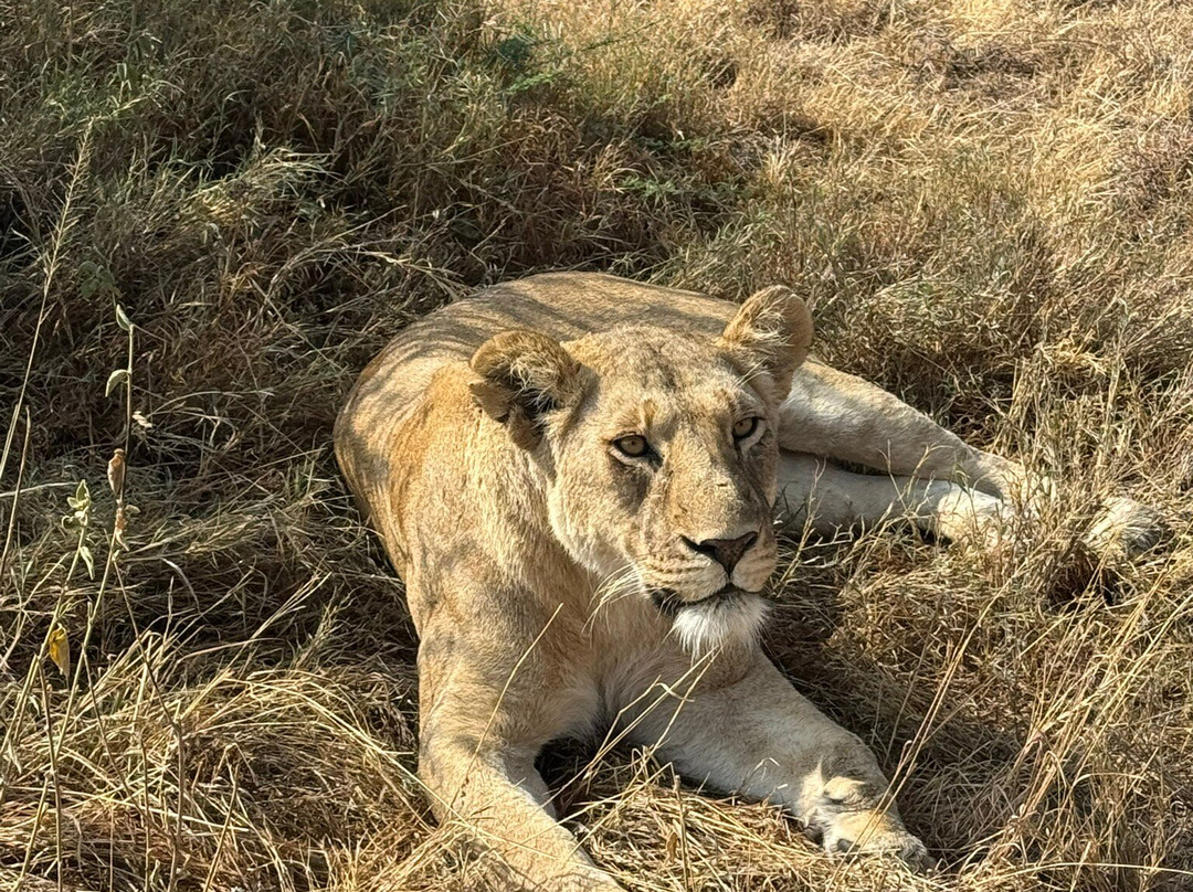 Tanzania-Safari-阿鲁沙必去景点