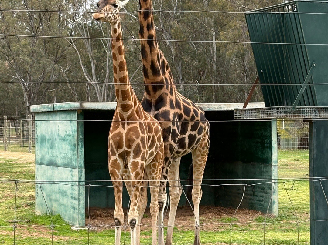 Altina Wildlife Park-Darlington Point必去景点