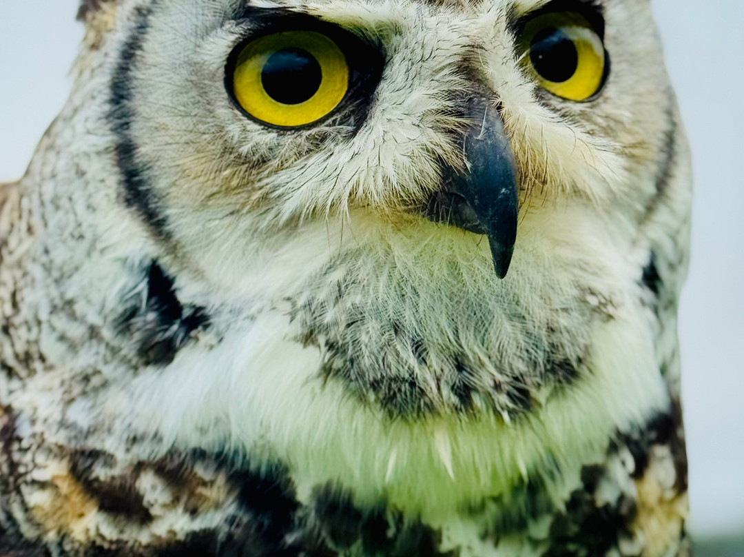 Speyside Falconry-Mulben必去景点