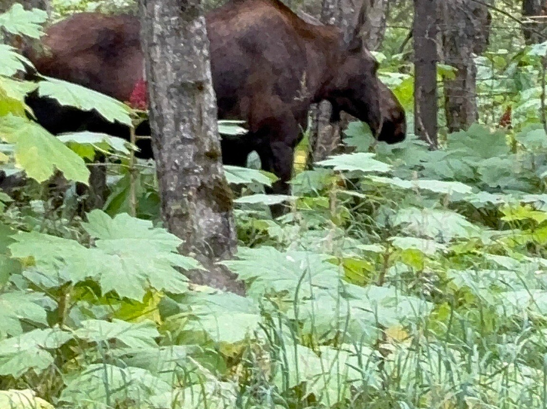 Alaska Pablo's  Bike Rentals & Tours-安克雷奇必去景点