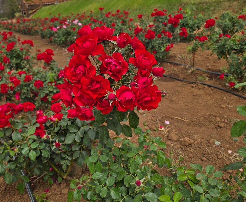 Macena Flores-Holambra必去景点