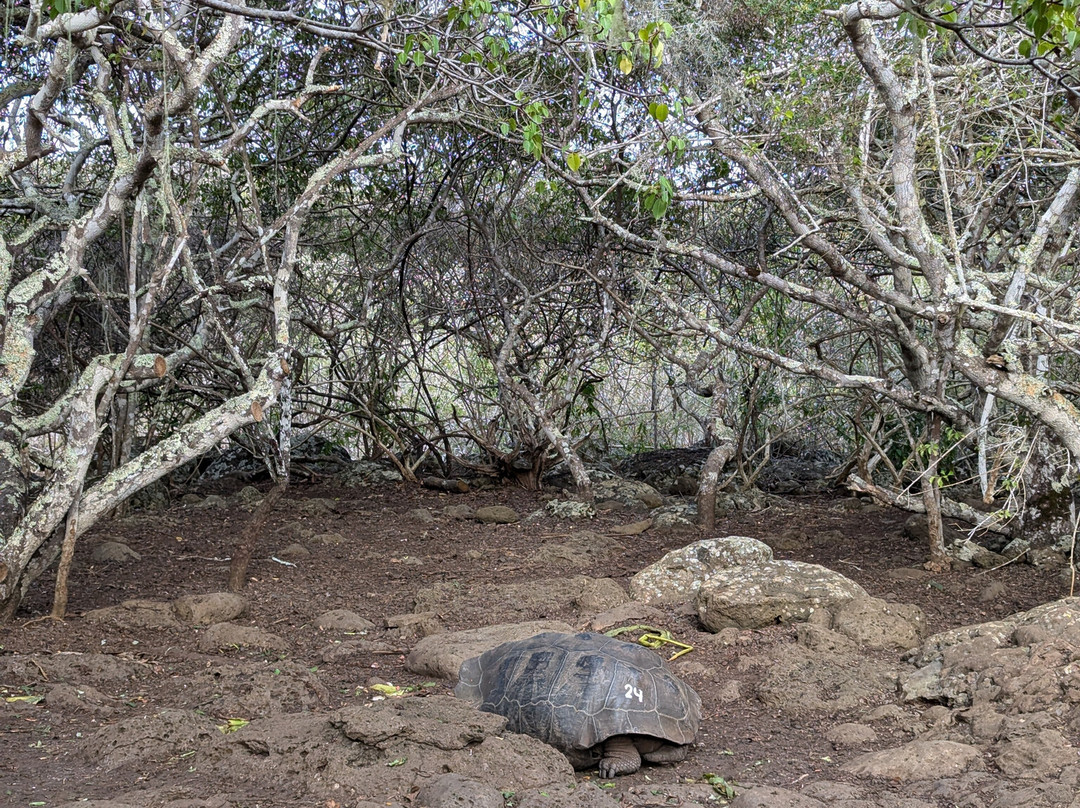 Galapaguera de Cerro Colorado-圣克里斯托瓦尔必去景点