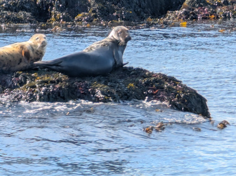 Quoddy Link Marine Inc.-Saint Andrews必去景点