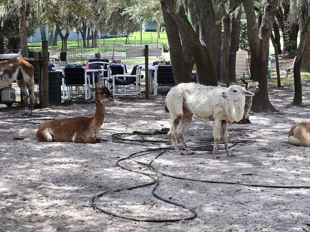 LunaSea Alpaca Farm-Ferndale必去景点