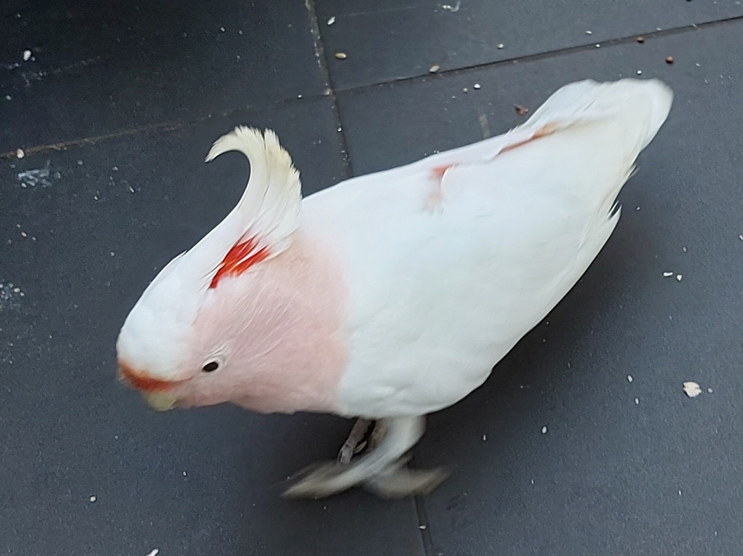 Birdworld Kuranda-库兰达必去景点