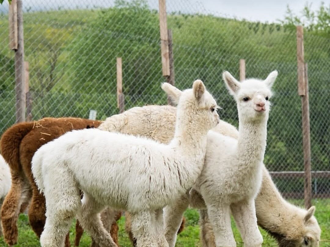 Alpaca Azerbaijan-Meysary必去景点