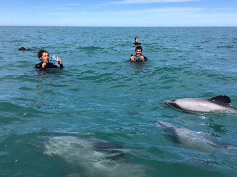 Ecoseaker Dolphin Swimming & Harbour Cruises